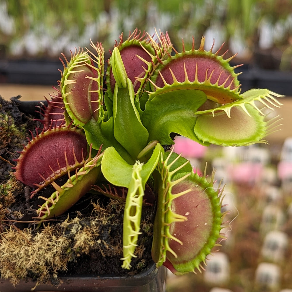 
                      
                        Venus Flytrap- Dionaea muscipula Predator
                      
                    