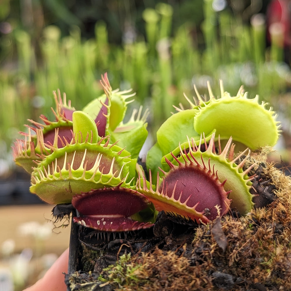 anthurium decipiens Anthurium decipiens – Carnivero