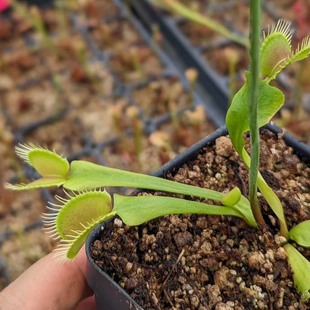 
                      
                        Venus Flytrap- Dionaea muscipula Predator
                      
                    