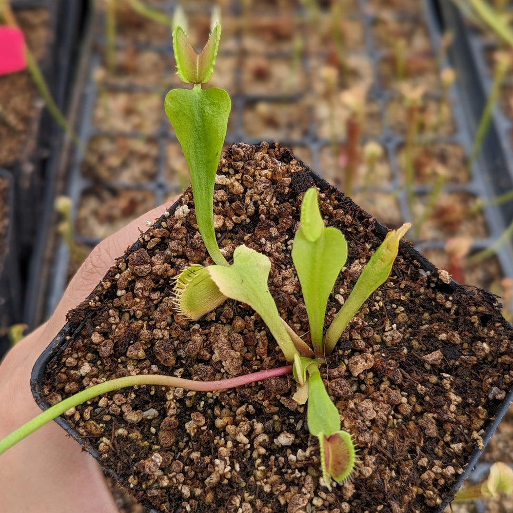 
                      
                        Venus Flytrap- Dionaea muscipula Predator
                      
                    