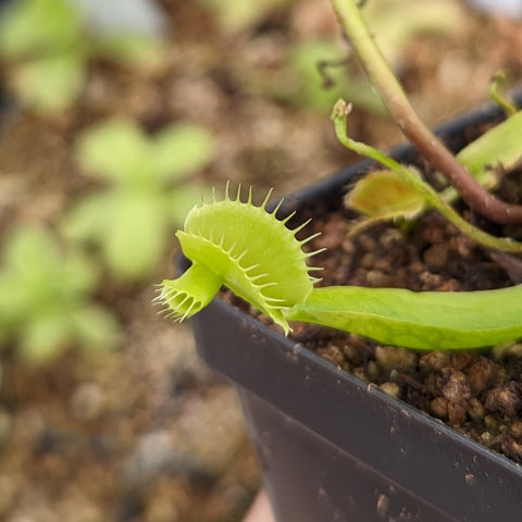 Venus flytrap CK Double Cerberus with bright green trap and spiked edges in a small pot