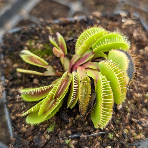 Haircomb Venus flytrap cultivar with stacked spiny traps forming a rosette