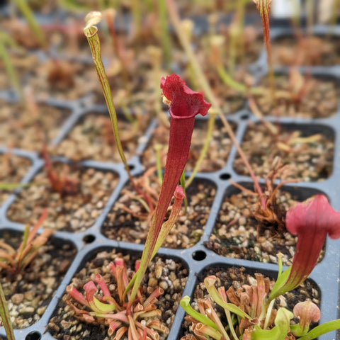 Deep red trumpet pitcher plant Sarracenia flava x leucophylla in a seed tray
