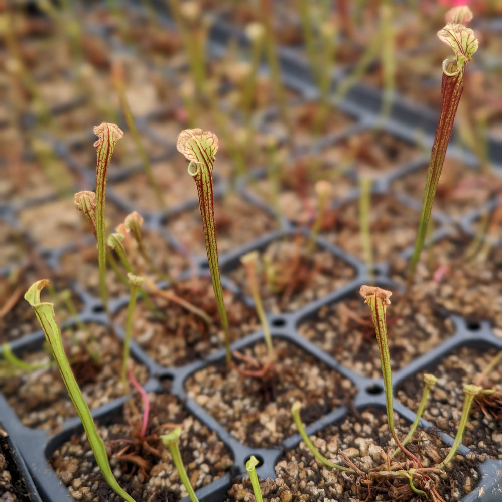 
                      
                        Sarracenia flava x leucophylla Trumpet Pitcher Plant
                      
                    