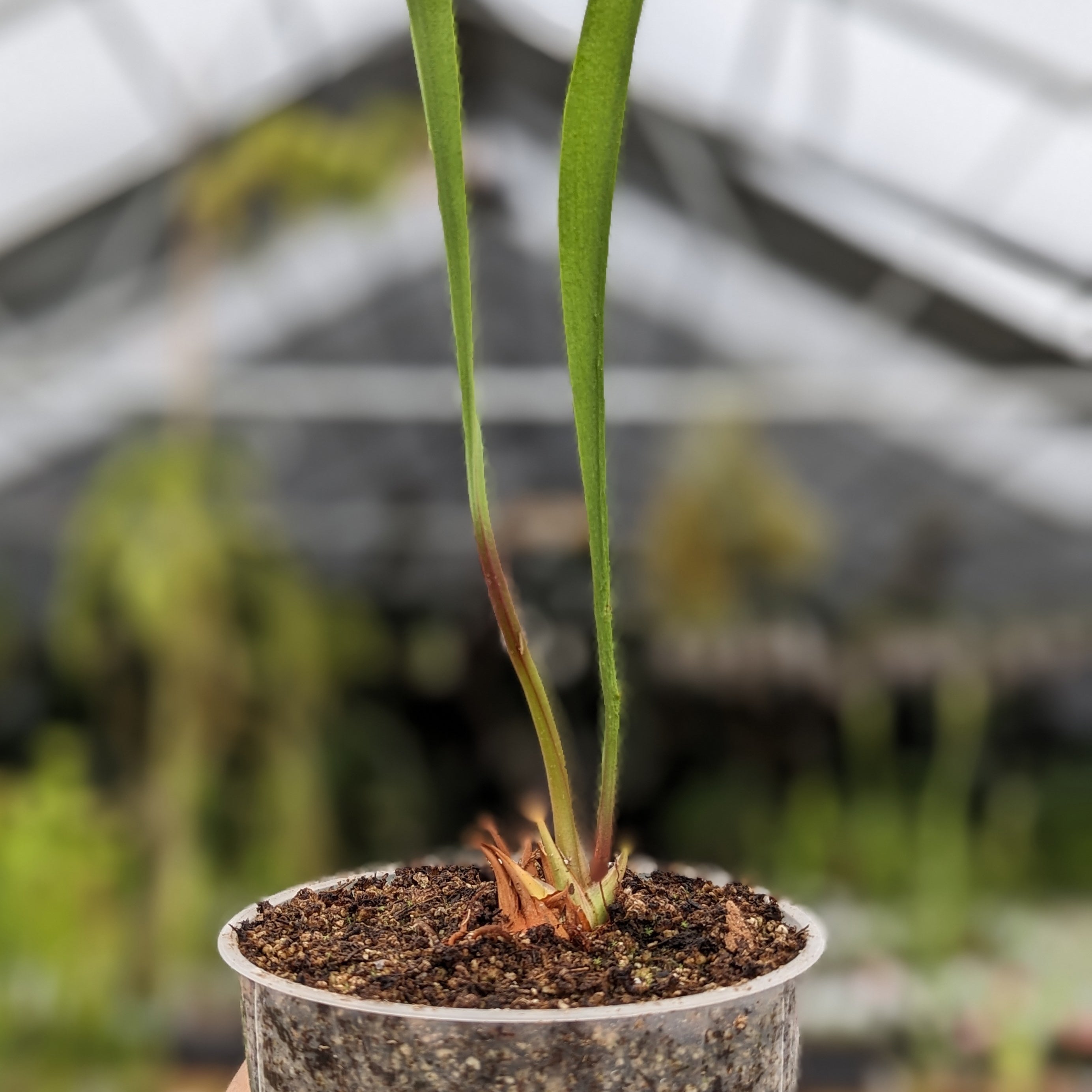 ハナハナ　ミルキークイーン　30 Sarracenia flava var. maxima – Carnivero