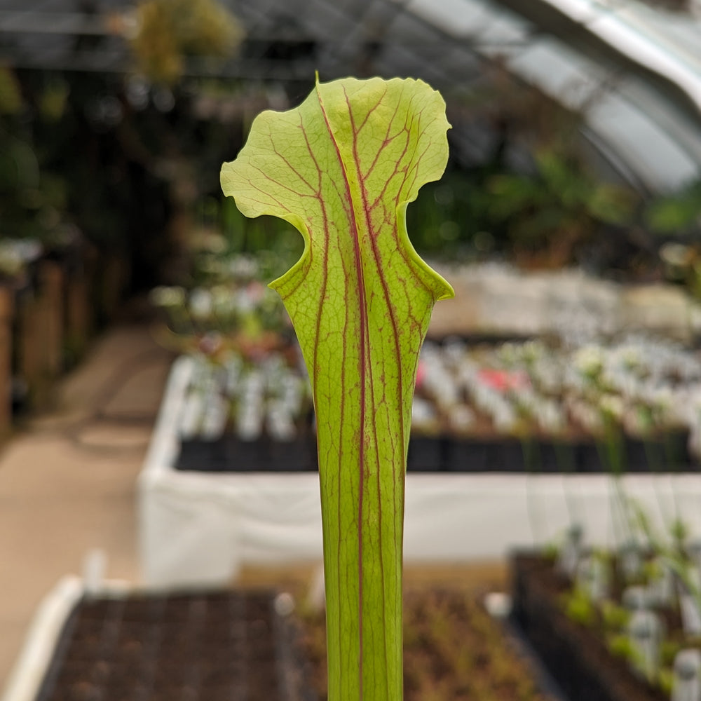 
                      
                        Sarracenia flava var. rubricorpora
                      
                    