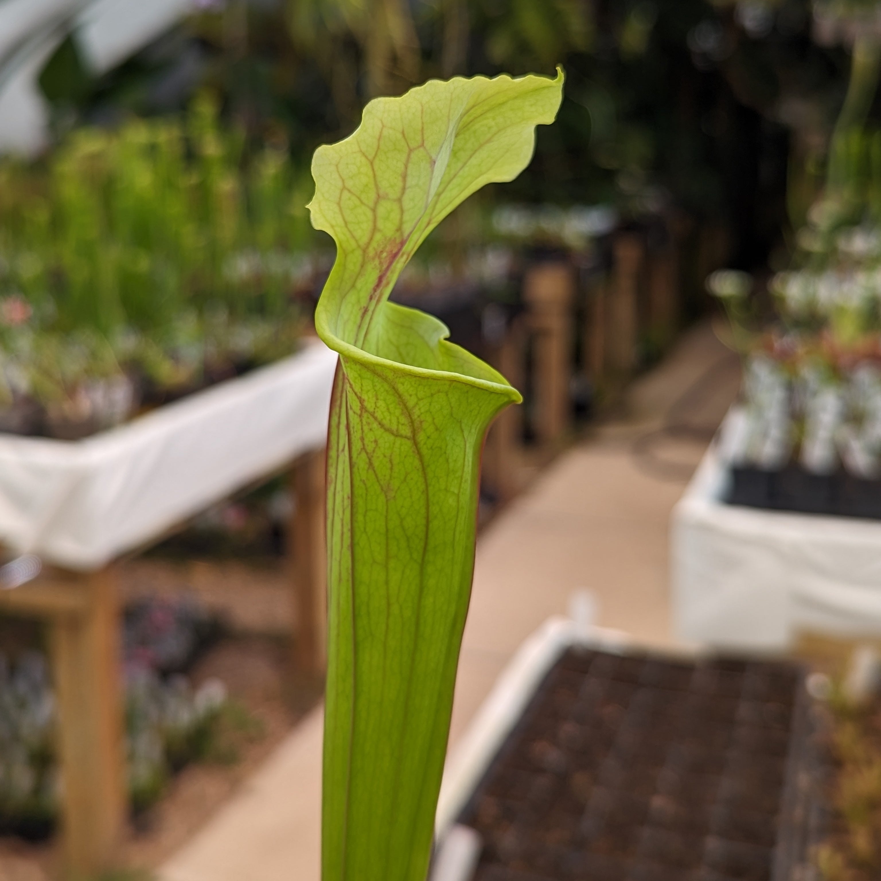 Sarracenia flava var. rubricorpora – Carnivero