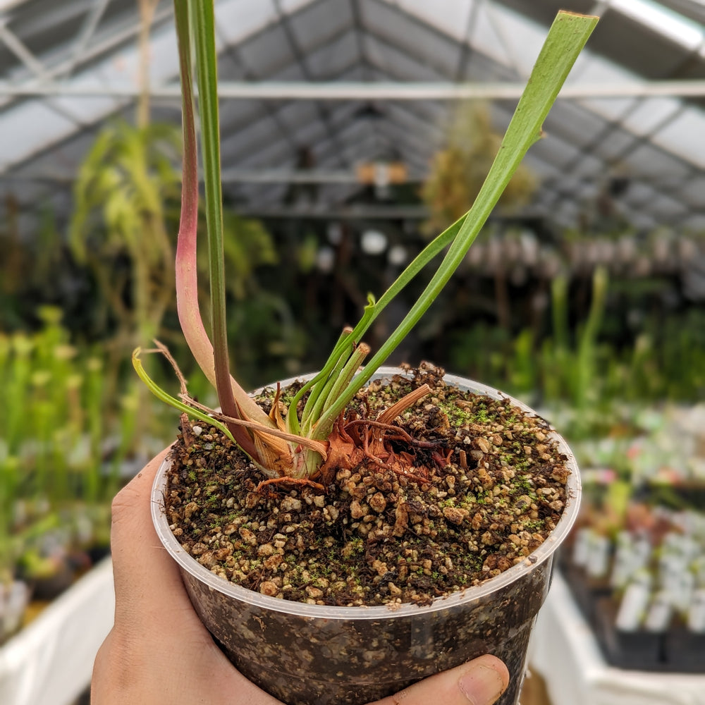 
                      
                        Sarracenia flava var. rubricorpora
                      
                    