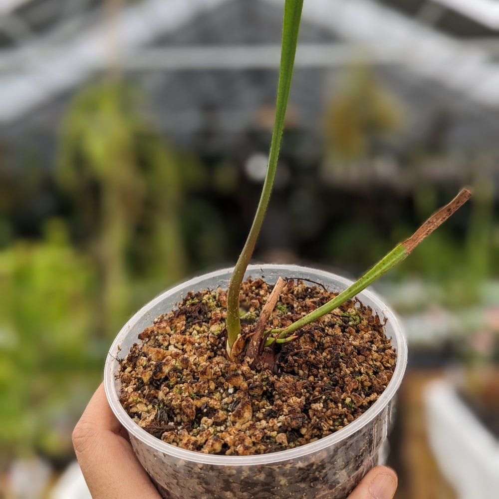 
                      
                        Sarracenia leucophylla Pubescent Pink Pitcher Plant
                      
                    