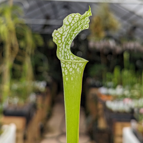 Close up of a pubescent pink Sarracenia leucophylla pitcher plant with a tall lime green tube and white veined hood
