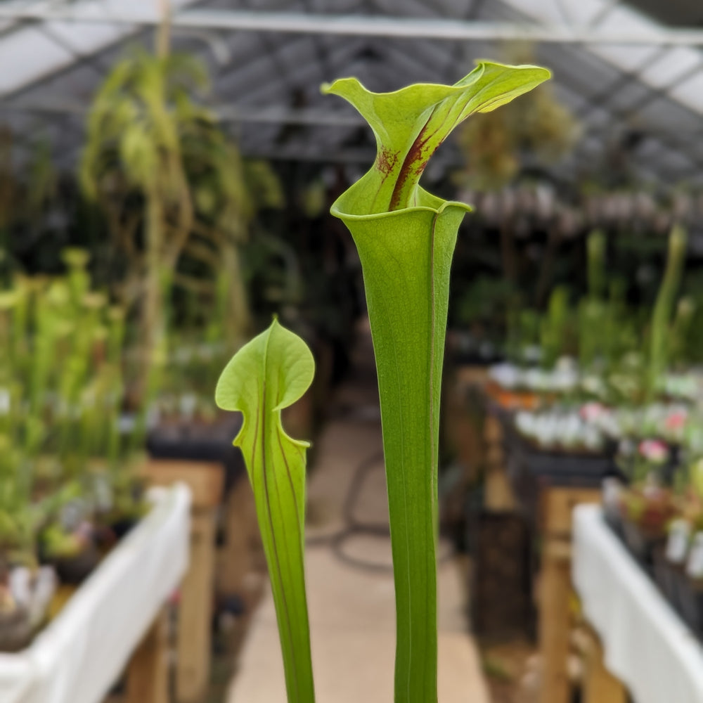 
                      
                        Sarracenia flava var. rubricorpora
                      
                    