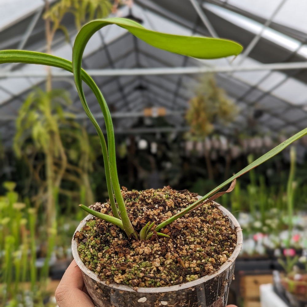 
                      
                        Sarracenia flava var. rubricorpora
                      
                    