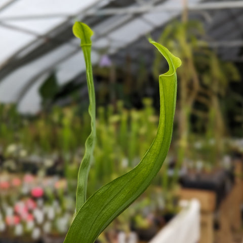 Tall curved green leaf of Sarracenia alata var. heterophylla in a greenhouse display