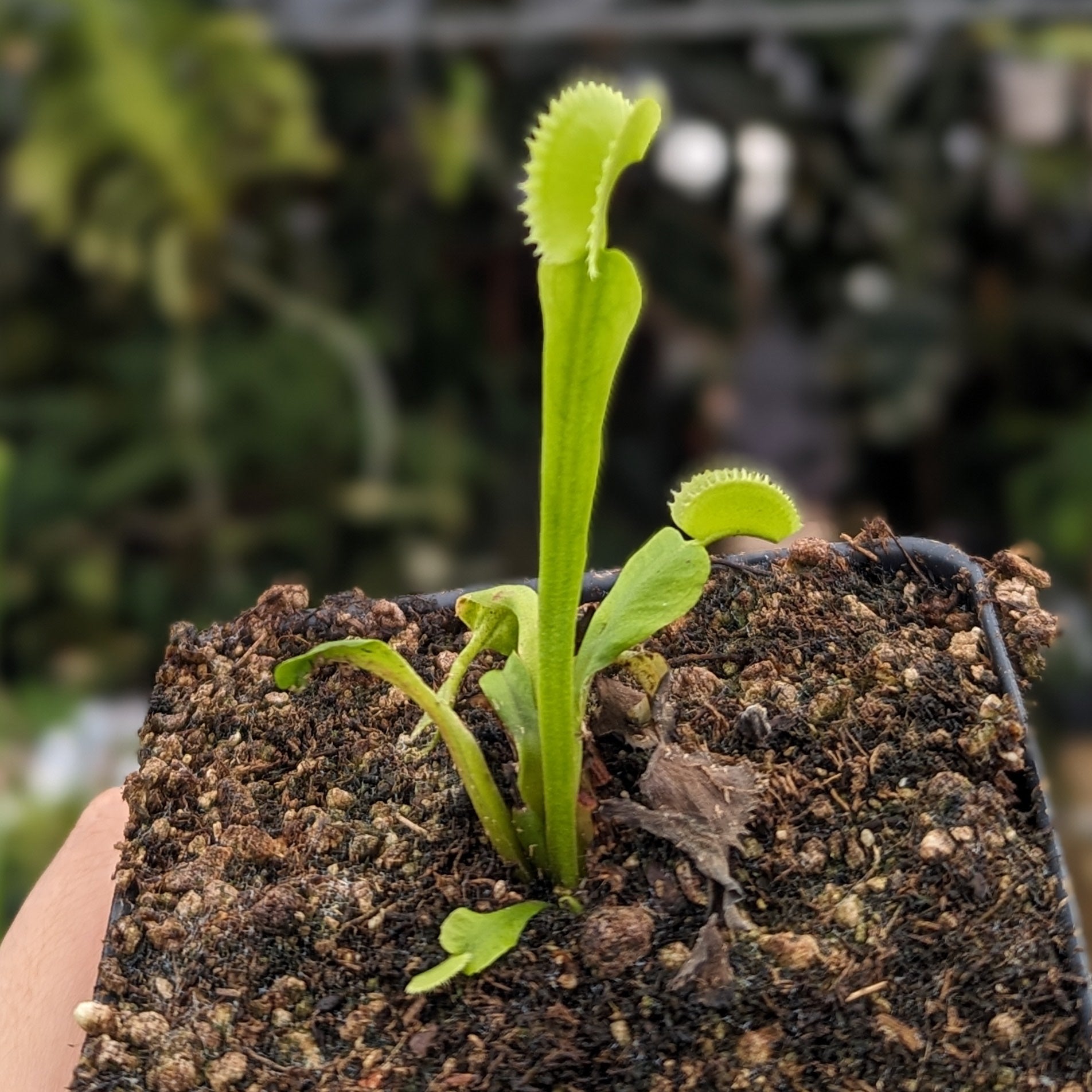 Venus Flytrap- Dionaea muscipula 'Dracula' (Trev's) – Carnivero