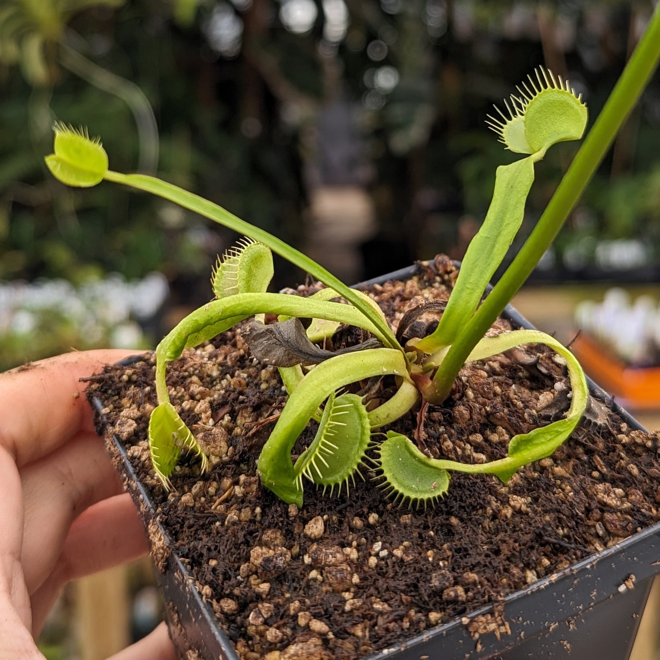 Venus Flytrap- Dionaea muscipula Rogue Sombre – Carnivero