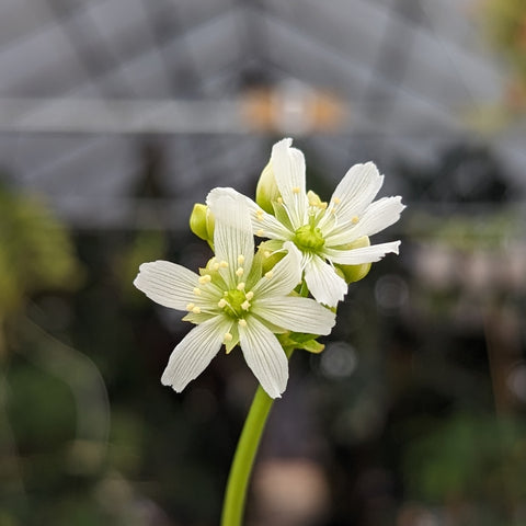 White flowers of Dionaea muscipula Rogue Sombre Venus flytrap in bloom