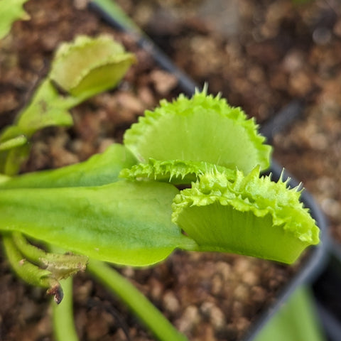 Close up of a Biohazard II Venus flytrap leaf with jagged serrated trap in a pot.
