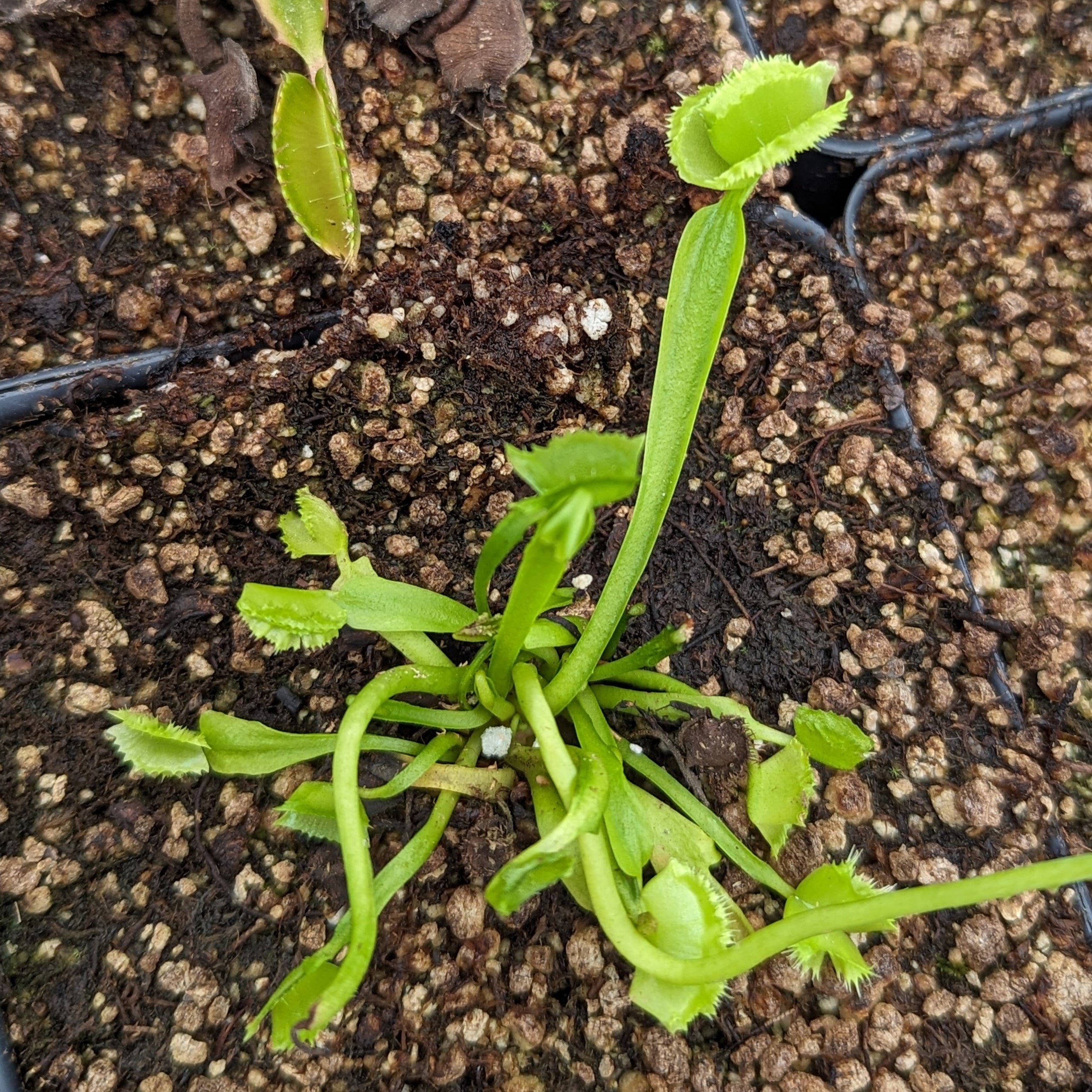 Venus Flytrap- Dionaea muscipula Biohazard II – Carnivero