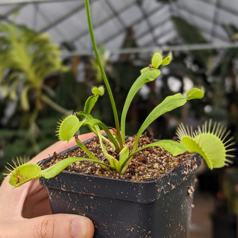 Slacks Giant Venus flytrap with large toothed traps along long green stems in a small pot.