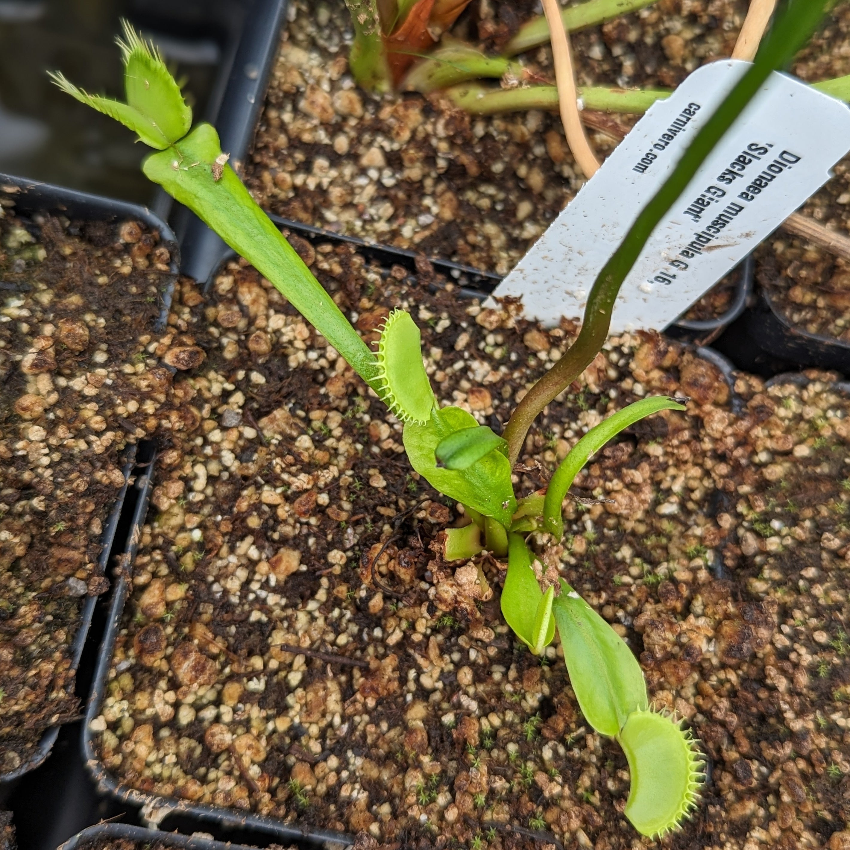 Venus Flytrap- Dionaea muscipula Slacks Giant – Carnivero