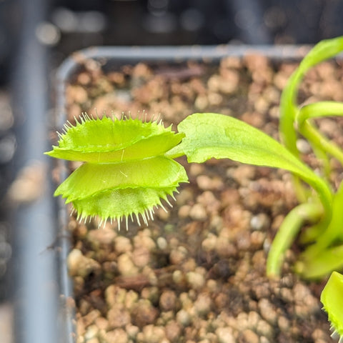Bright lime green Venus flytrap with stacked serrated traps.