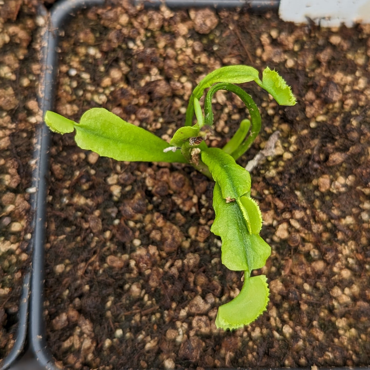 can you use succulent soil for venus fly trap Venus Flytrap- Dionaea muscipula Space – Carnivero