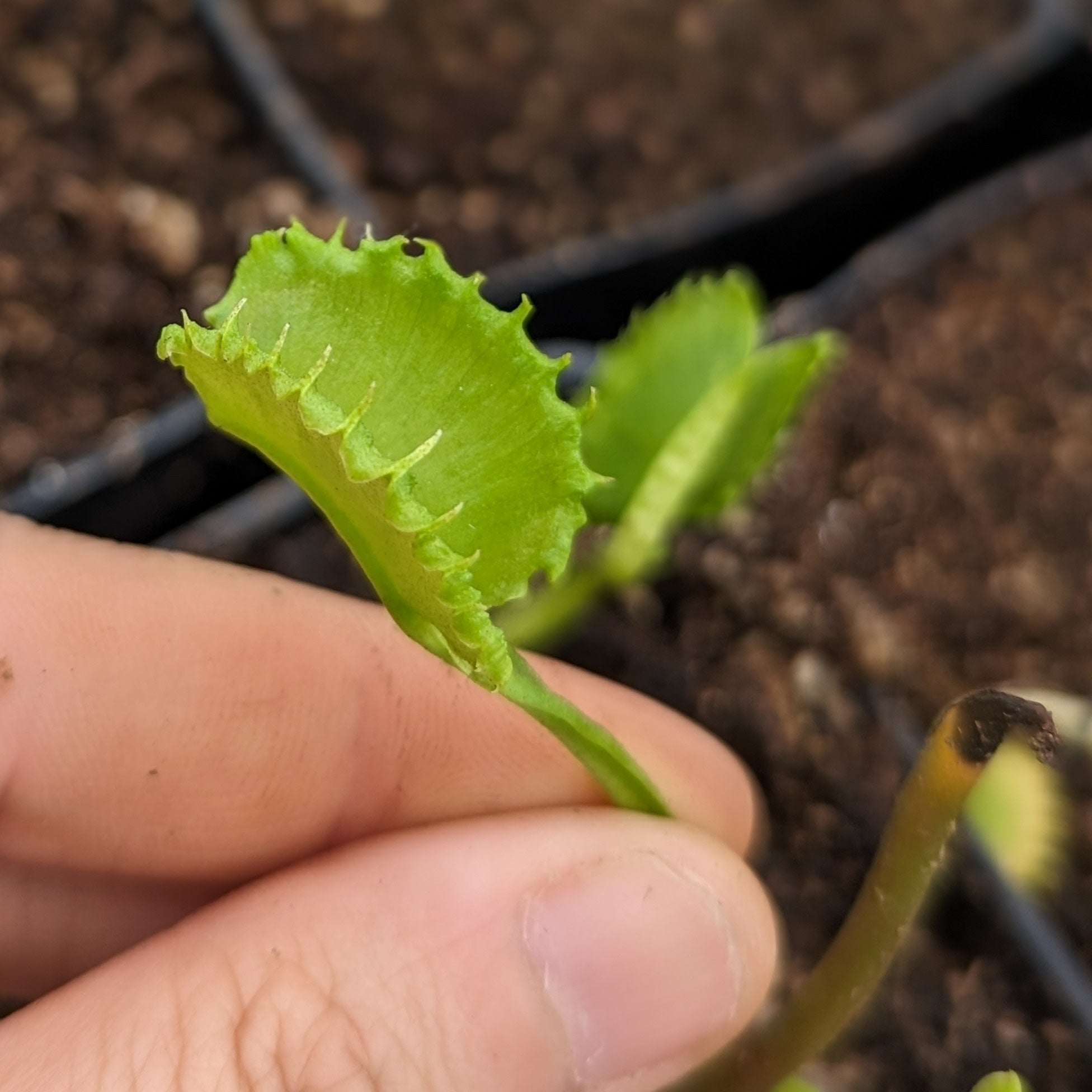 Venus Flytrap- Dionaea muscipula 
