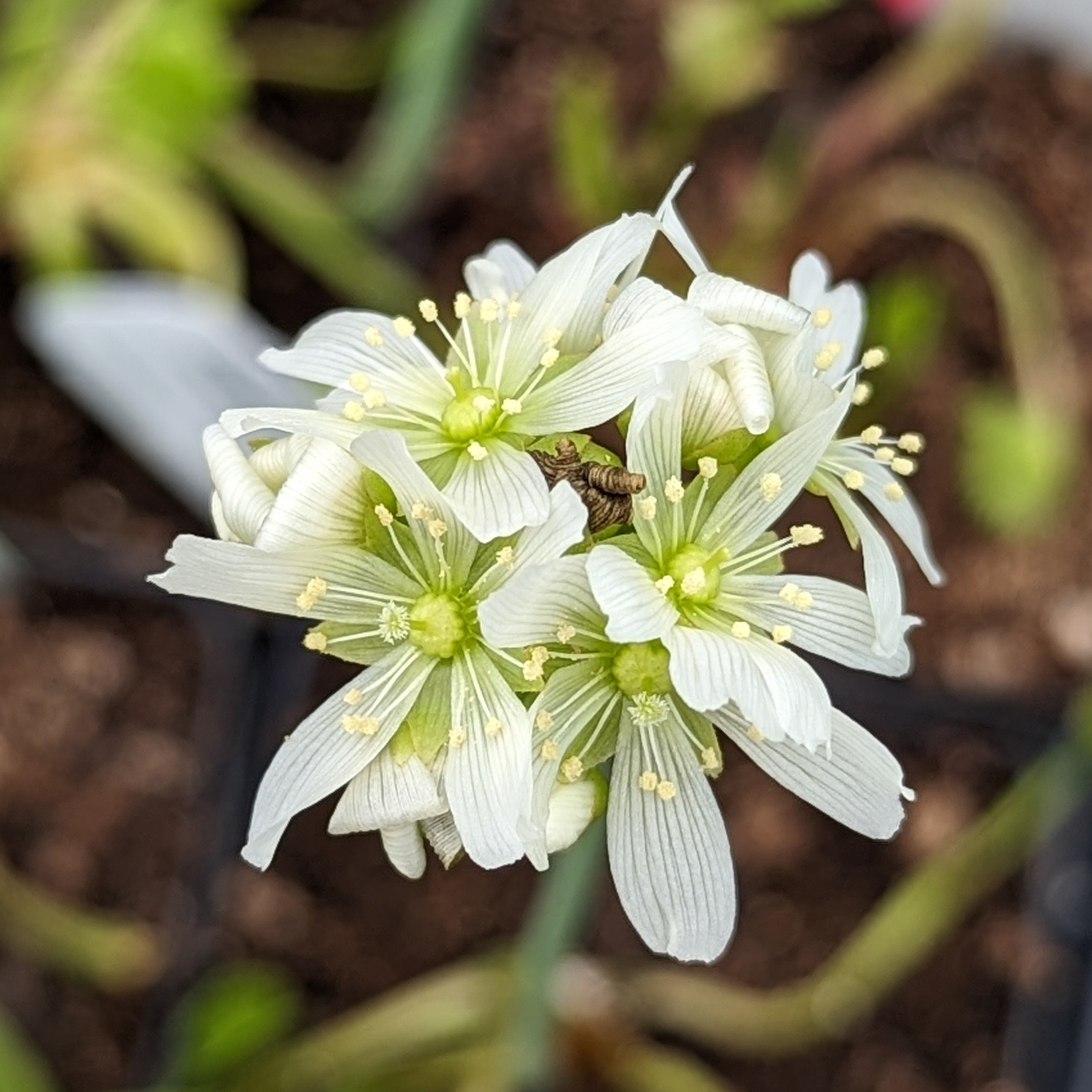 Venus Flytrap- Dionaea muscipula 