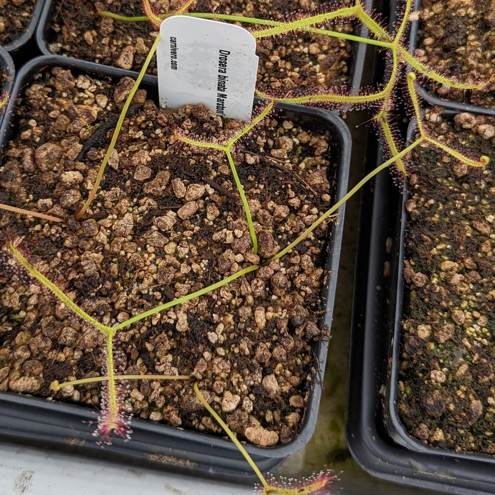 
                      
                        Drosera binata, Forked Sundew
                      
                    