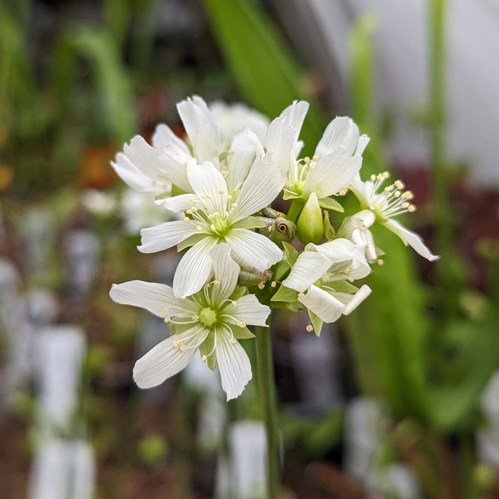 
                      
                        Venus Flytrap- Dionaea muscipula "Switzerland Giant"
                      
                    