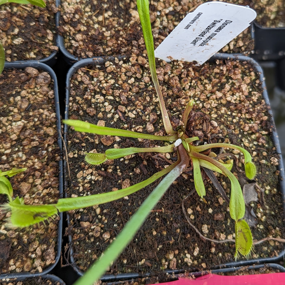 
                      
                        Venus Flytrap- Dionaea muscipula "Switzerland Giant"
                      
                    
