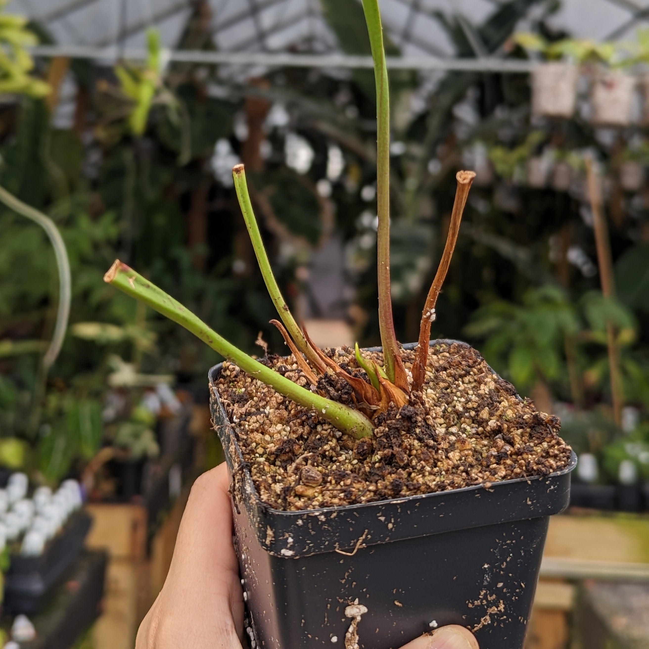 Sarracenia flava var. rubricorpora – Carnivero