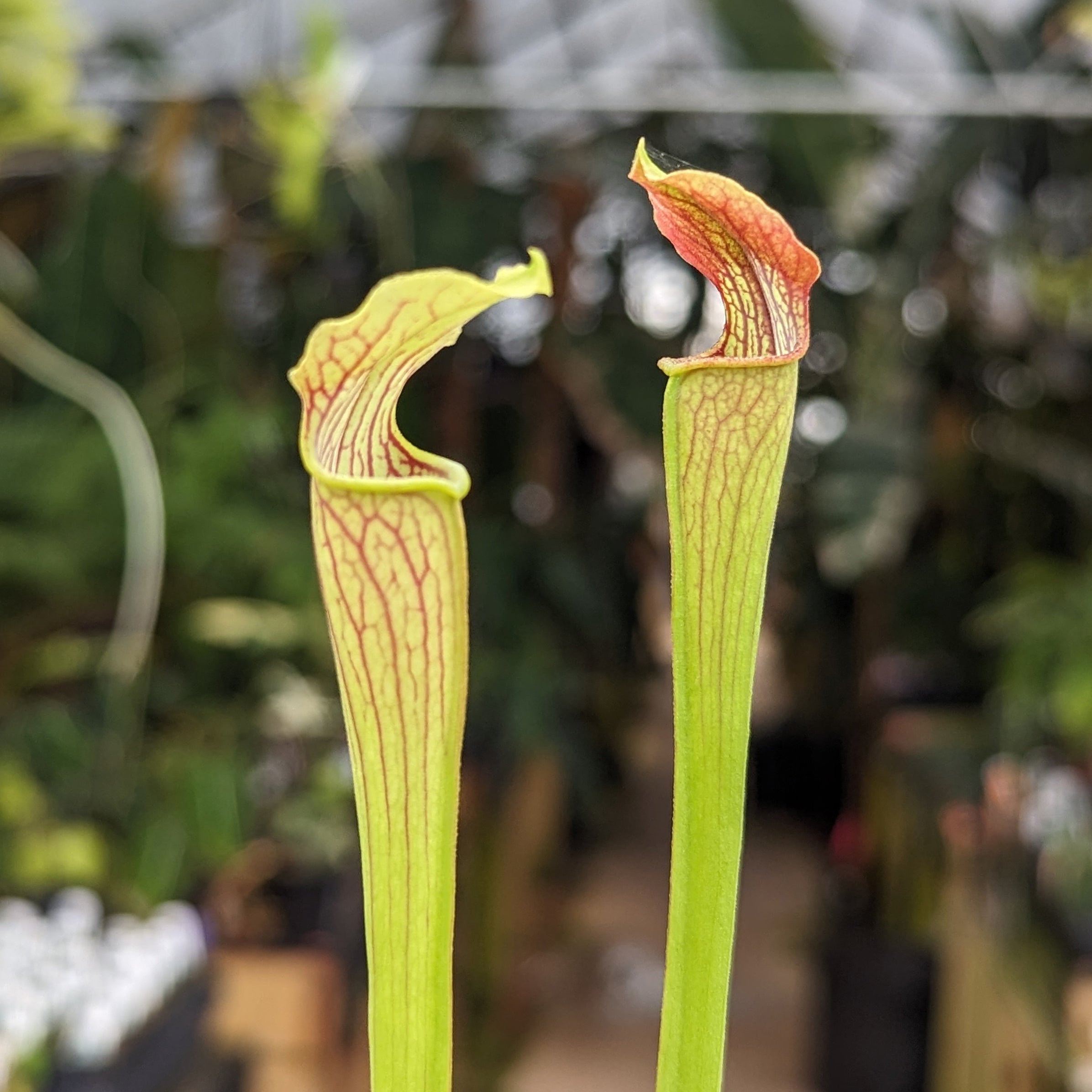 Sarracenia alata var. nigropurpurea – Carnivero