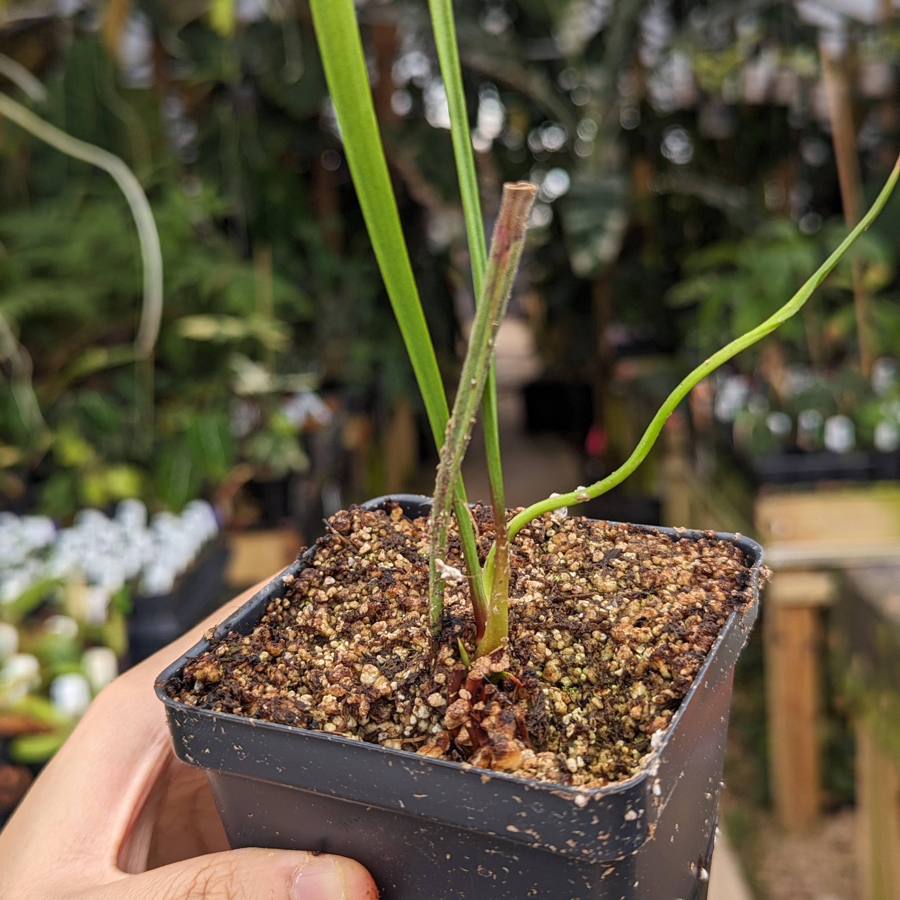 Sarracenia alata var. nigropurpurea – Carnivero