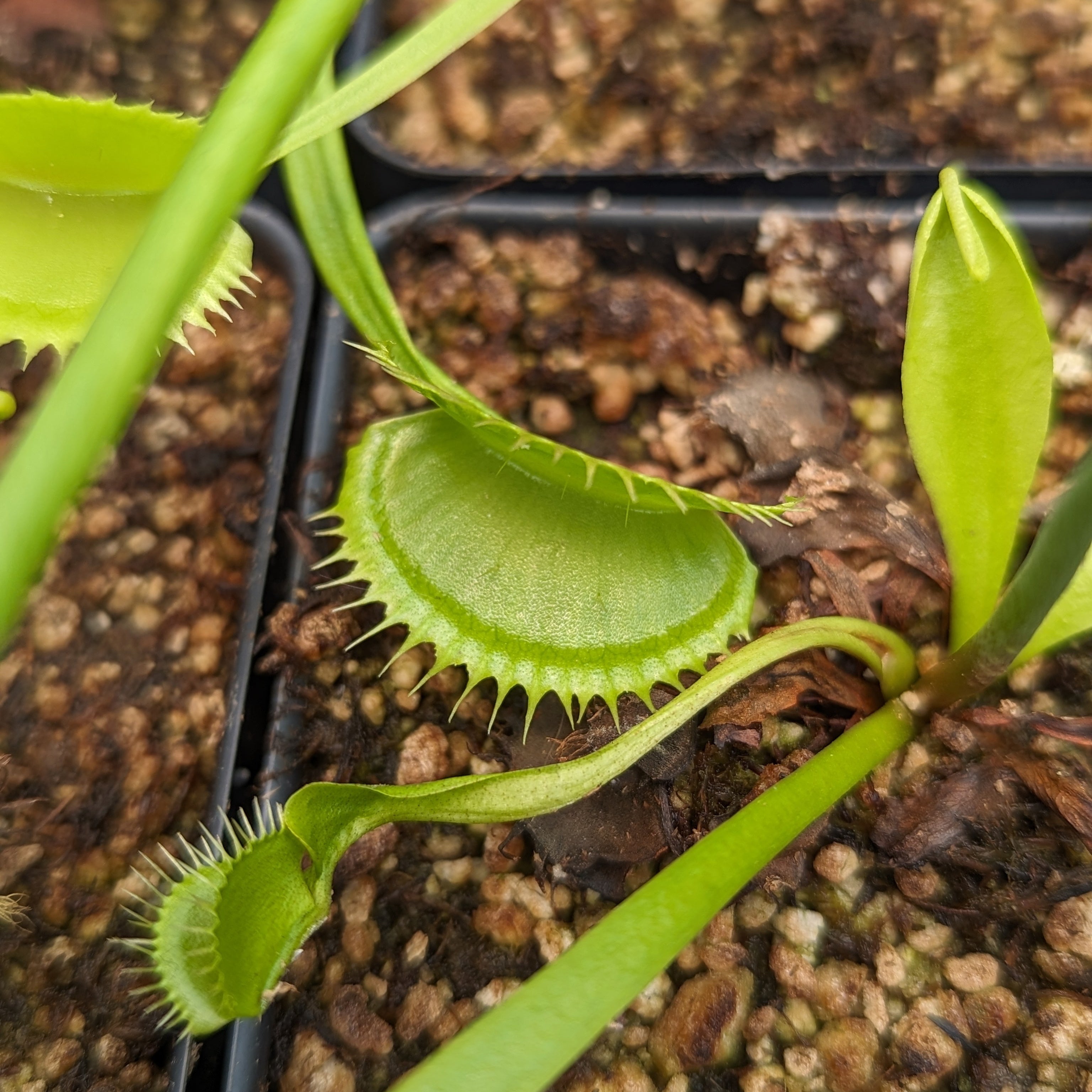 Venus Flytrap- Dionaea muscipula La Grosse à Guigui – Carnivero