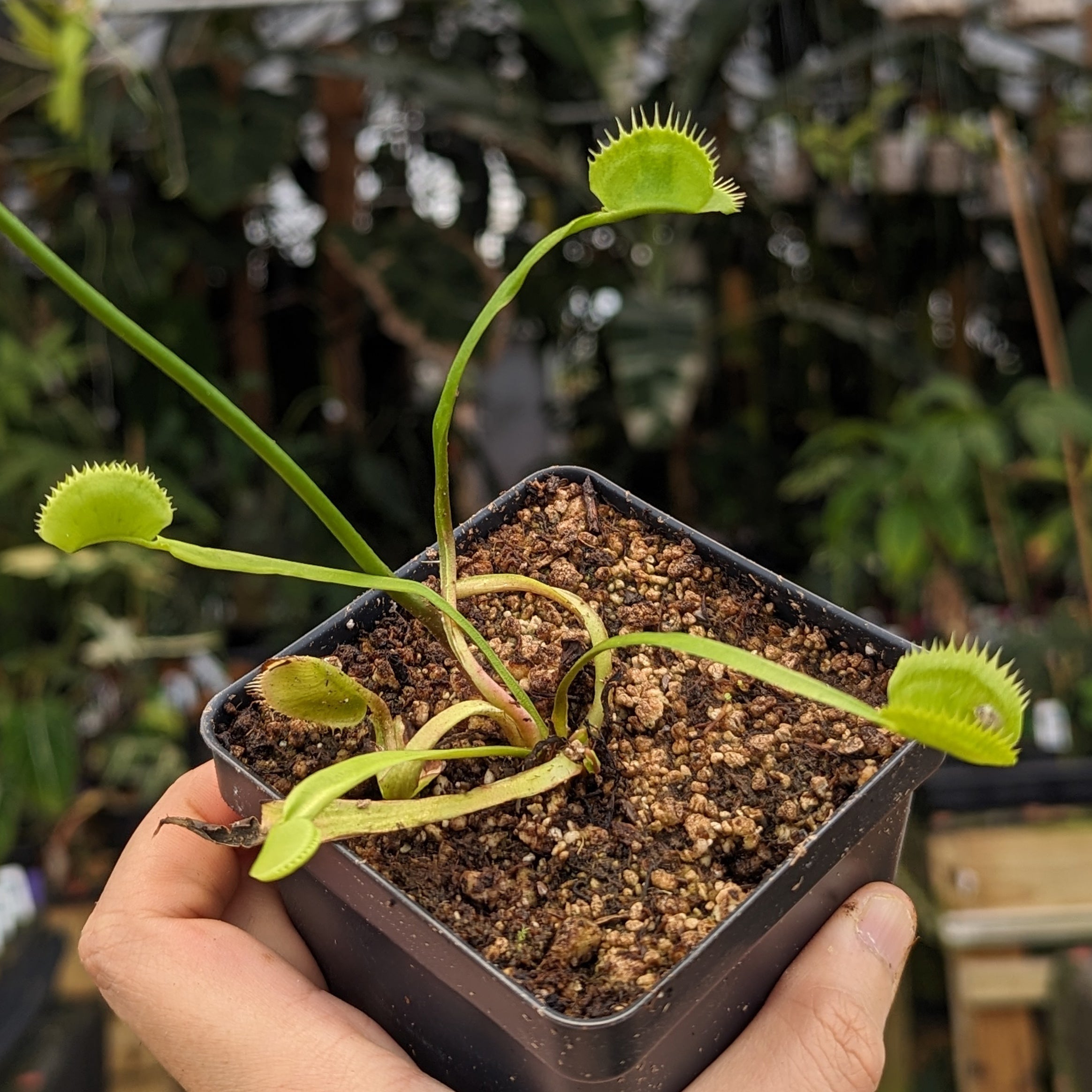 Venus Flytrap- Dionaea muscipula La Grosse à Guigui – Carnivero