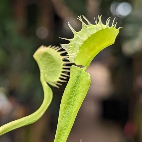 Close-up of a Crispy Sun Venus Flytrap leaf showing the spiky trap edges.