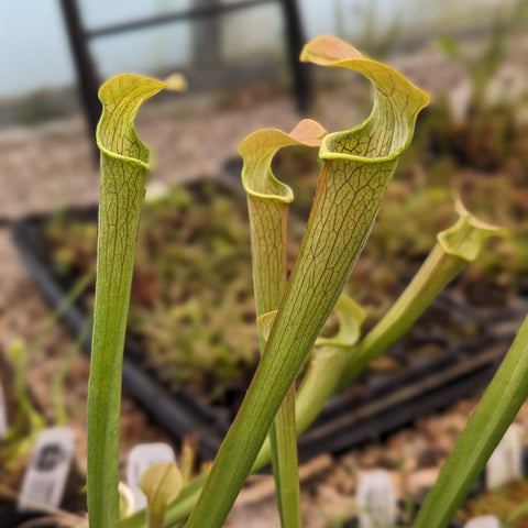 Sarracenia rubra ssp. wherryi pitchers with tall green tubes and curling hoods