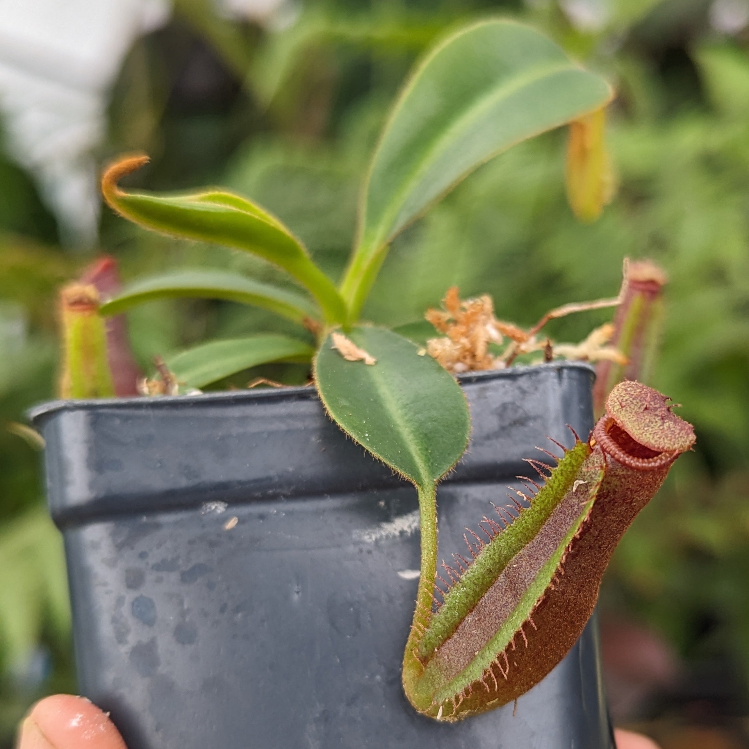 Nepenthes (lowii x veitchii) x edwardsiana CC, CAR-0432 – Carnivero
