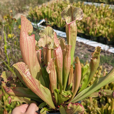 Sarracenia White Wizard cultivar with pale pink cream pitchers and red venation