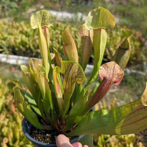 Sarracenia Meerkat Mob pitcher plant with pale green tubes and pink venation
