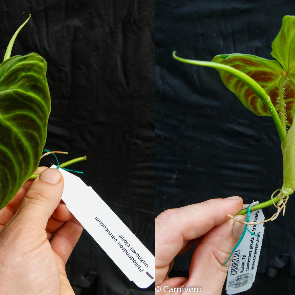
                      
                        Philodendron verrucosum Wholesale
                      
                    