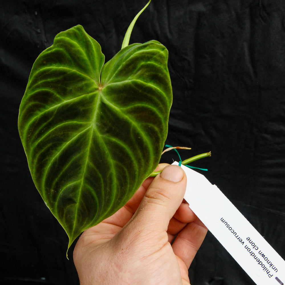 
                      
                        Philodendron verrucosum Wholesale
                      
                    