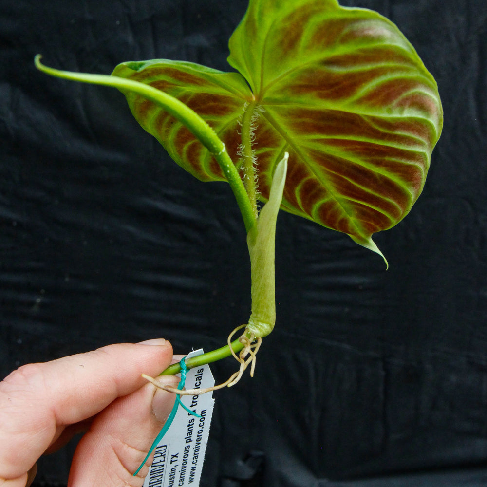 
                      
                        Philodendron verrucosum Wholesale
                      
                    