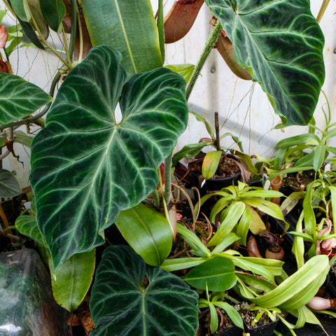 Philodendron verrucosum wholesale plant with large dark green leaves and pronounced veins