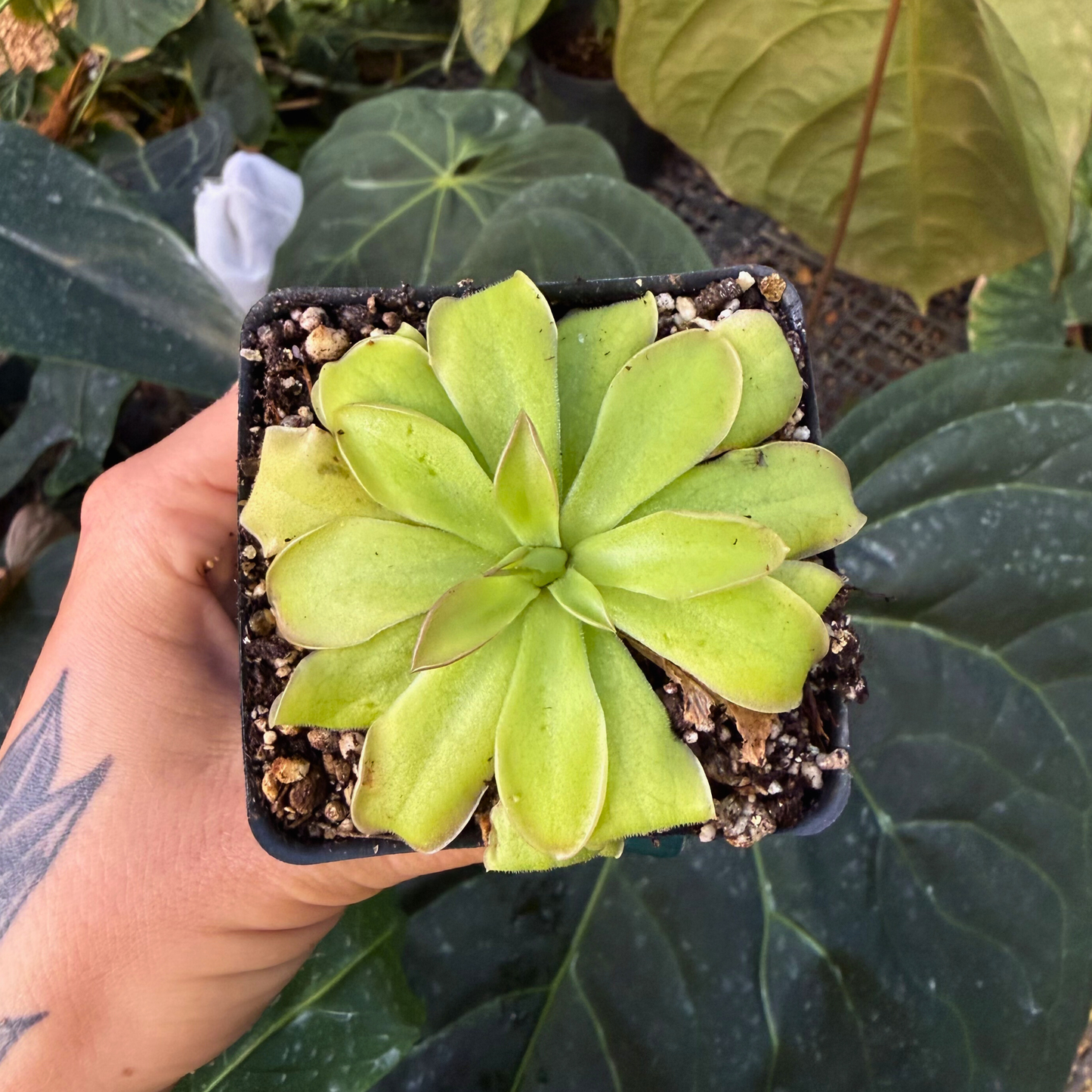 Pinguicula Kohaku, CAR-0562