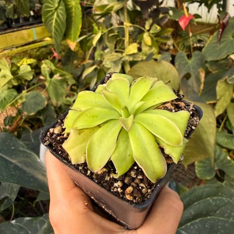 Pinguicula Kohaku carnivorous plant with lime green rosette leaves in a small pot.