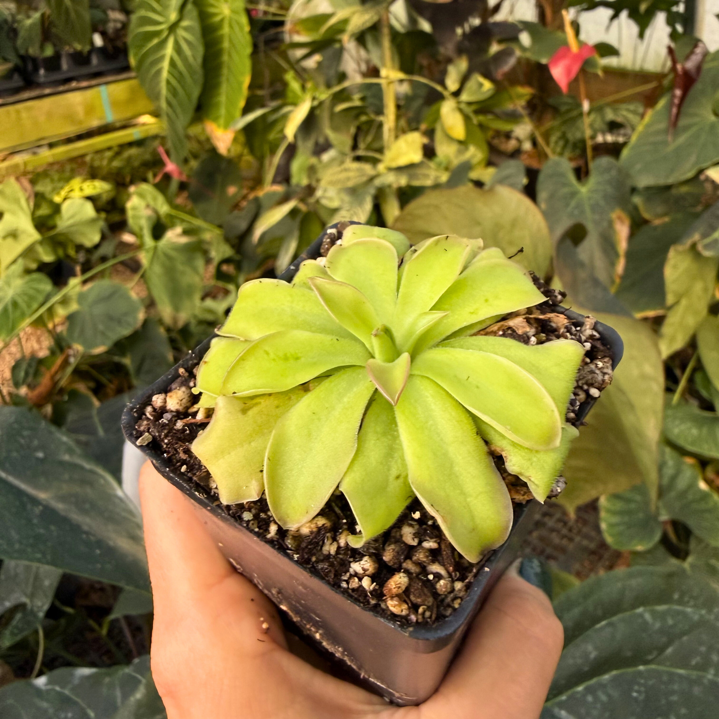 Pinguicula Kohaku, CAR-0562