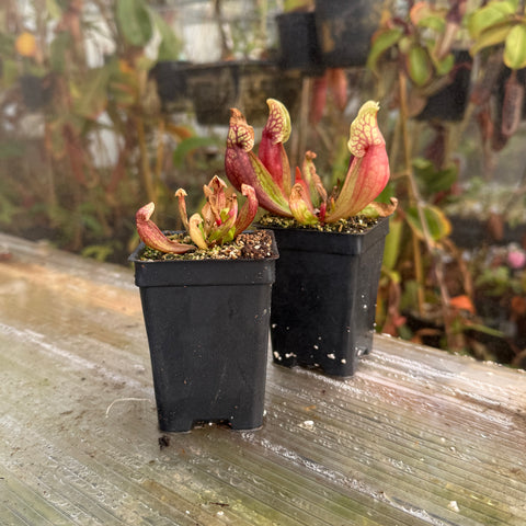 Two potted sarracenia on a wooden surface with a blurred greenhouse background.