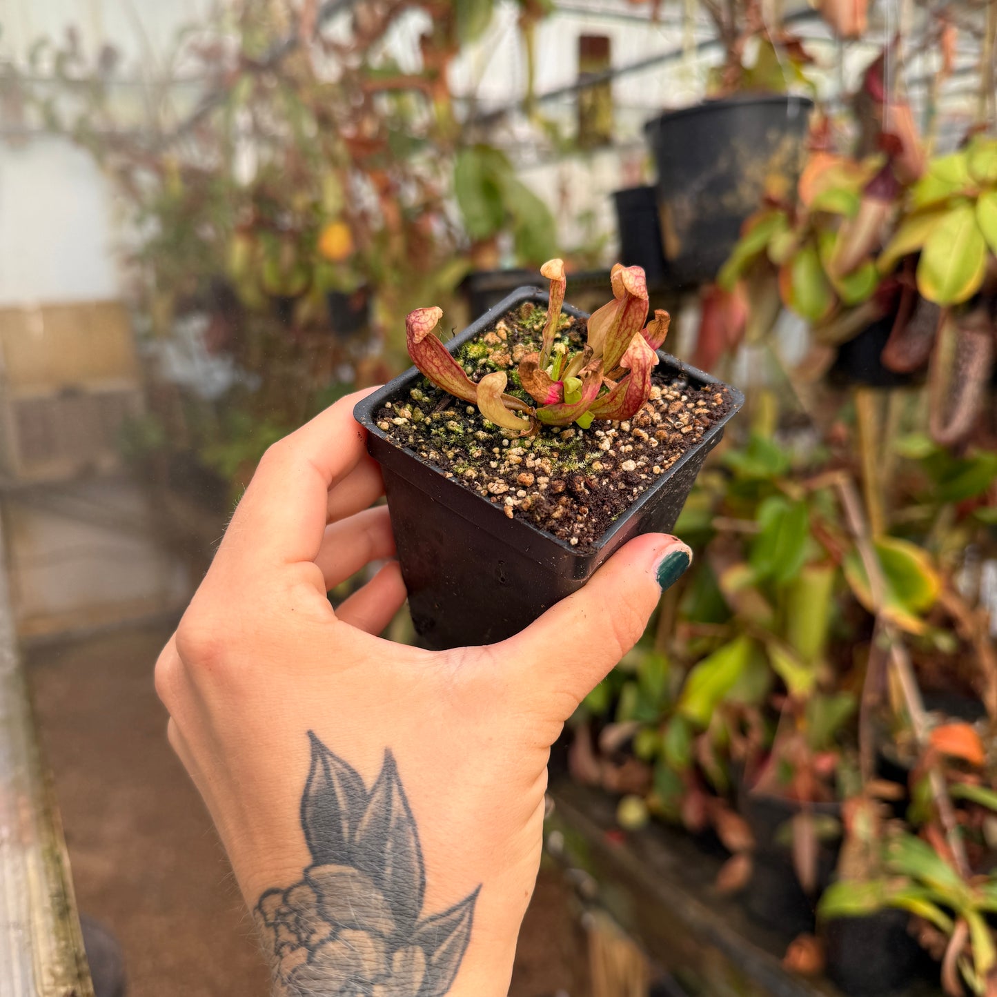 Hand holding a small potted sarracenia  in a greenhouse setting